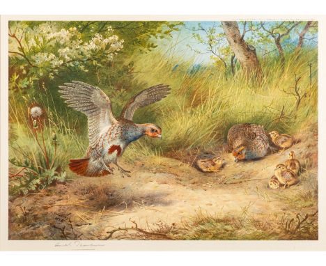 After Archibald ThorburnPartridge - Spring -Colour printed lithograph -32.5 x 45cm - 52 x 66.5cm framed -Signed in pencil low