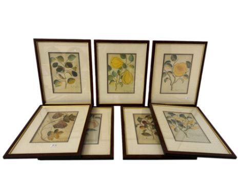 A set of seven colour reproduction botanical prints, 43 x 34 cm each (7)