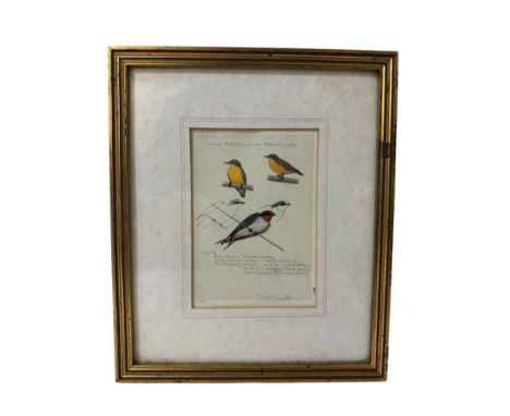 Peter Markham Scott (1909-1989) - A limited edition signed print of birds - Juvenile Prothonolary Warbler and Barn Swallow, s