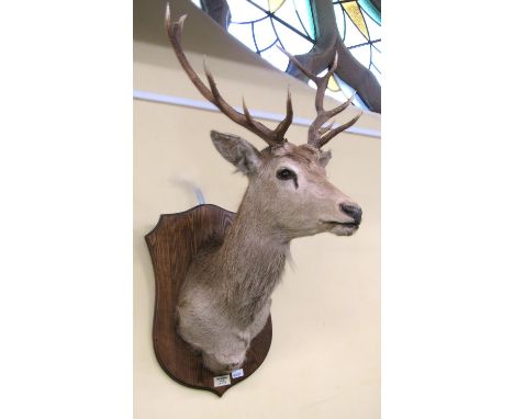 Taxidermy Interest - A large stag head with antlers on an ashwood shield shaped plaque - Mor Mhonadh 