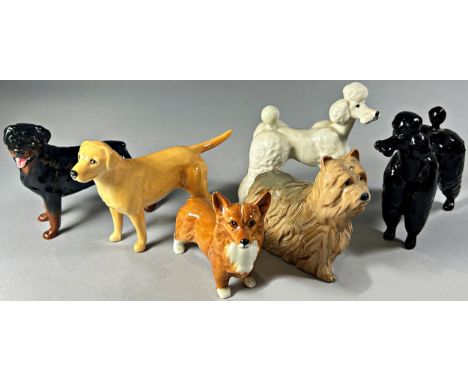 A collection of Beswick dogs to include a Labrador, Doberman, two Poodles, a Corgi and a Terrier (6)