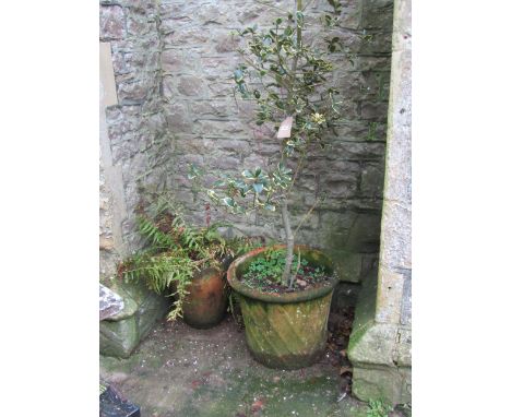 A weathered terracotta planter of tapered circular form with lattice detail, 49cm high x 60cm diameter, containing an establi