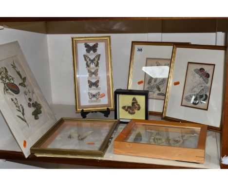 A GROUP OF BUTTERFLY AND MOTH SPECIMENS AND VINTAGE PRINTS to include four box framed butterflies/moths of various species to