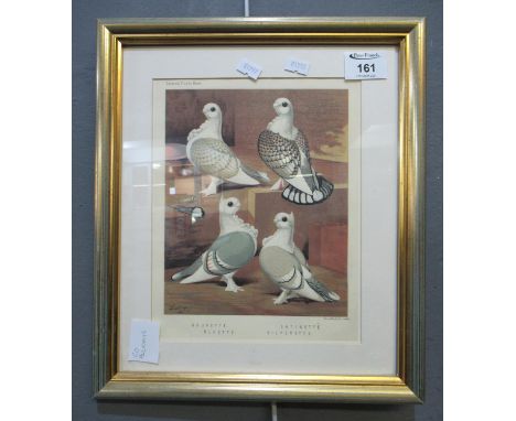 After Ludlow coloured print of four named pigeons. Framed and glazed. 17 x 21 cm approximately. (B.P. 24% incl. VAT)