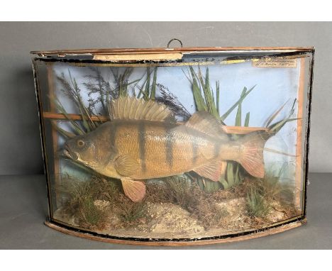 A cased taxidermy of a Perch signed and dated H.Barton 1903 (case AF)