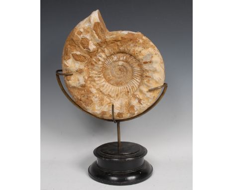 Natural History - Geology - a large ammonite fossil, 31cm wide, display stand