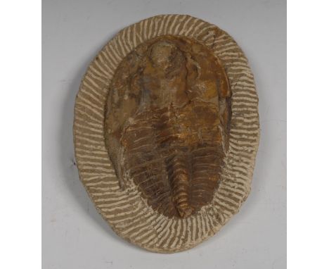 Natural History - an Andalusiana trilobite fossil, 19cm wide