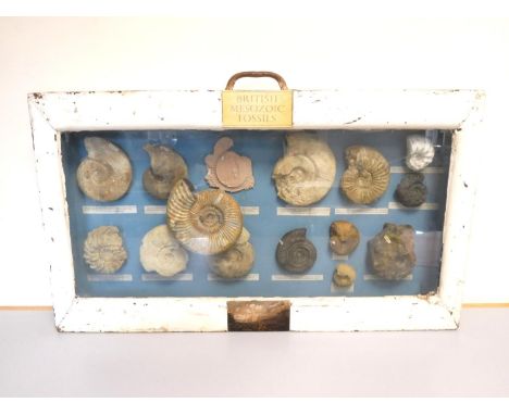 Collection of Ammonite fossils housed within an early 20th century glazed cabinet, the largest measuring approximately 15cm i