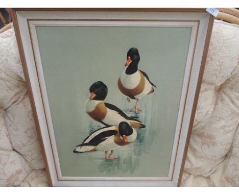 A print on board after Raymond C Watson Ducks at play