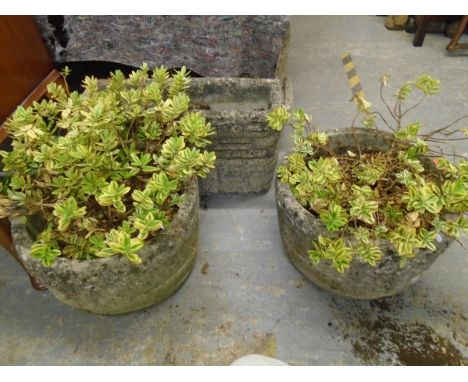 A selection of weathered garden planter to include a pair of circular pots with Hebe scrubs plated in themLocation: G 