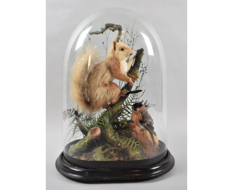 A Late 19th Century Taxidermy Diorama Depicting Red Squirrel and Bullfinch on Tree Trunk, Glass Dome Cracked, 42cm high 