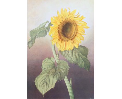 Paul Osborne Jones (1921-1997), lithograph in colours on paper, Helianthus Annuus (Common Sunflower), 52.5cm x 35.5cm, signed