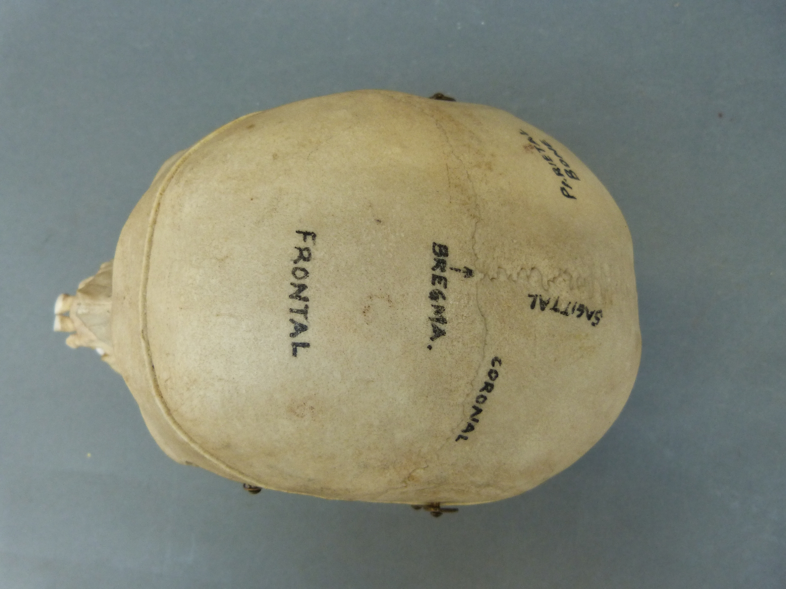 A male human skull labelled with anatomical regions, with articulating