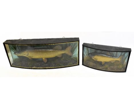 J COOPER & SONS OF LONDON;  an early 20th century cased pike, inscribed to glazed front ‘caught in Hanmer Mere, Nov 16th 1923