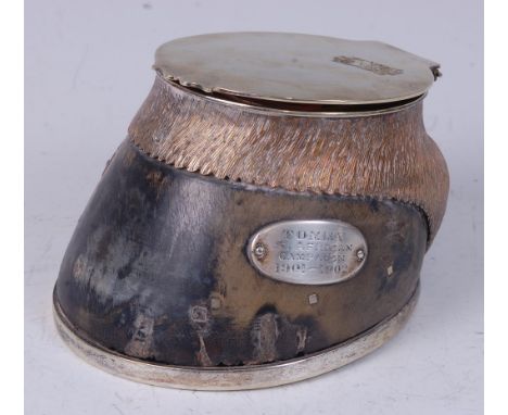 An Edwardian horse hoof inkwell, having a silver plated horse shoe mount and hinged lid with interior glass well, having furt