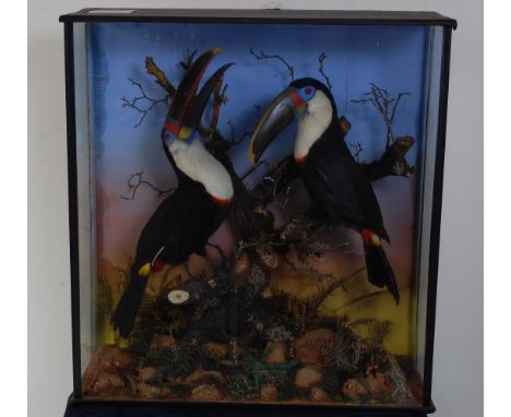A pair of early 20th century taxidermy toucans (Ramphastos toco) each mounted on a branch in a naturalistic setting within a 