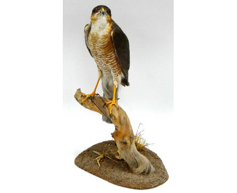 Taxidermy, sparrowhawk perched on a branch, Toher, Sheffield label under, 36cm tall.