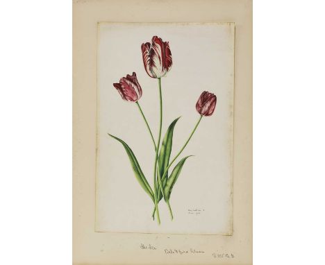 *Rory McEwen (1932-1982) Tulips signed 'Rory McEwen' and dated June '54 l.r., watercolour sheet 43.5 x 28cm*Artist's Resale R