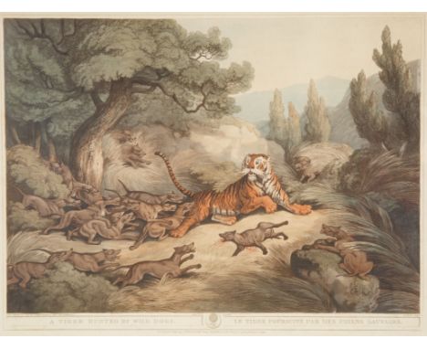 Tiger Hunted by Wild Dogs (Published by Edward Orme, London, 1805) aquatint on paper31 x 44 cm (12 1/4 x 17 3/8 in.) [image]f