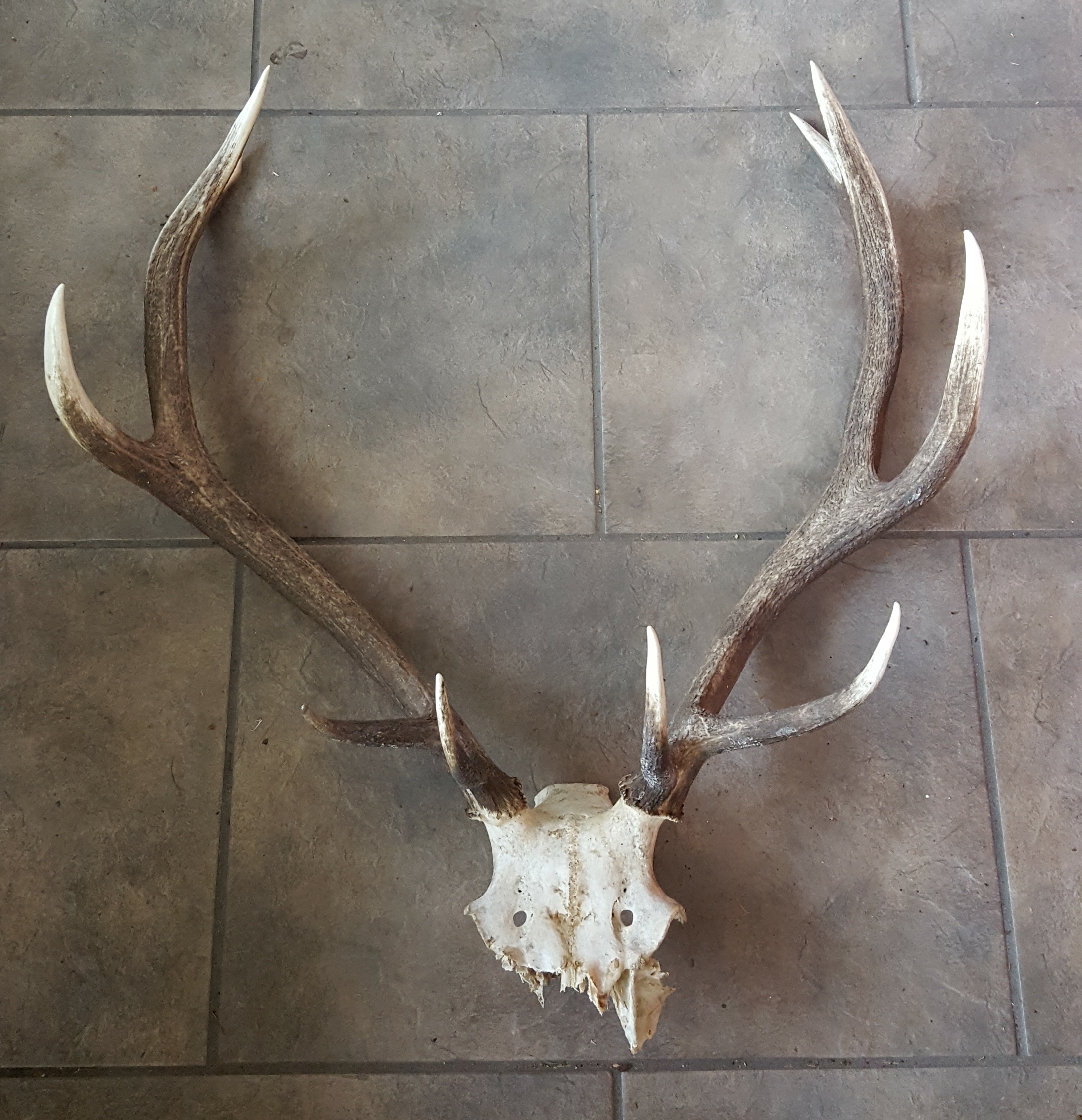 Set of Deer Antlers 10 points with Skull. Measures 67cm tall by 45cm ...