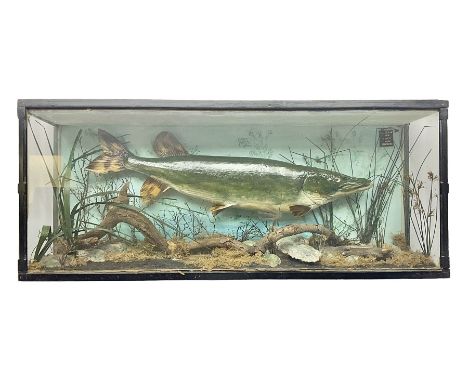 Taxidermy: Cased Northern Pike (Esox lucius), by R. Jackson, dated 1901, a large preserved skin mount set within a rocky rive