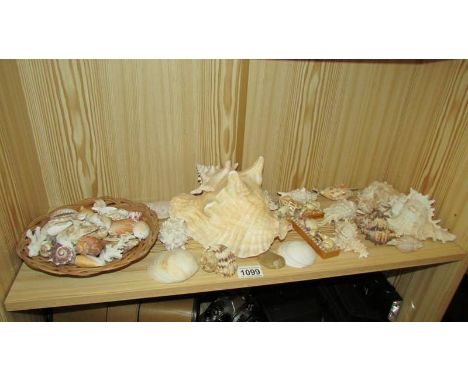 A shelf of assorted shells.