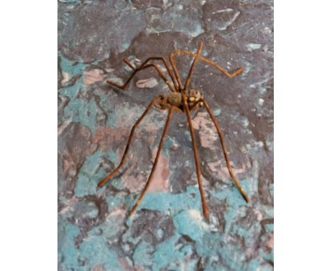 An Austrian cold painted bronze, of a spider, 5.5cm wide, late 19th century 