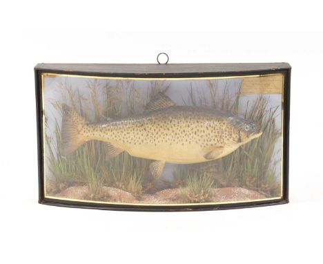A taxidermy trout,dated 1891, Micropterus salmoides, in a Victorian bowfront case against a naturalistic backdrop, internally
