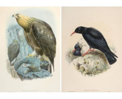 After John Gould FRS (1804-1881) A group of seven ornithological studies from John Gould's ''Birds of Great Britain'' Hand co