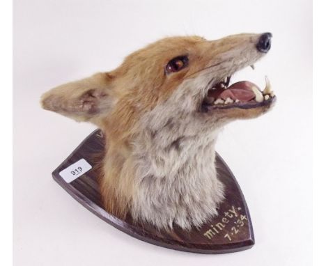 A fox hunting taxidermy trophy mask mounted on oak shield and inscribed V.W.H Minety 1934