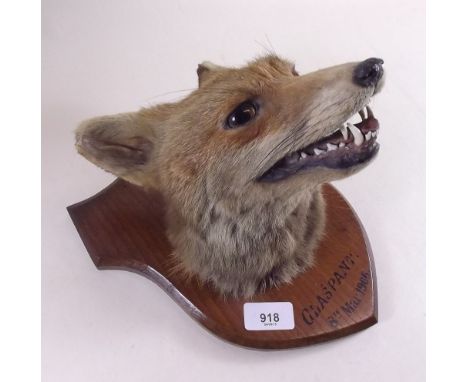 A fox hunting taxidermy trophy mask mounted on oak shield and inscribed Glaspant 8th March 1906