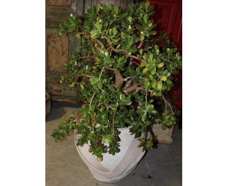 A very large ceramic indoor planter of modern form containing a very large plant.