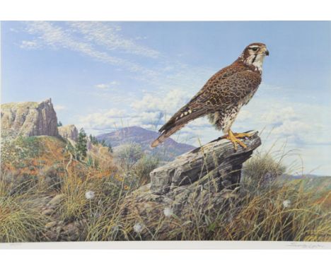 John Seerey-Lester (British, 1941-2020). 'Plains Hunter - Prairie Falcon', limited edition print, signed and numbered 390/590