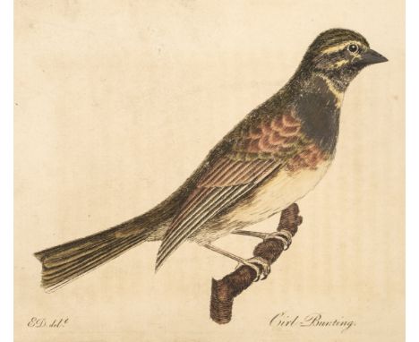 Montagu (George). Ornithological Dictionary; or, Alphabetical Synopsis of British Birds, 2 volumes, London: J White, 1802, ha