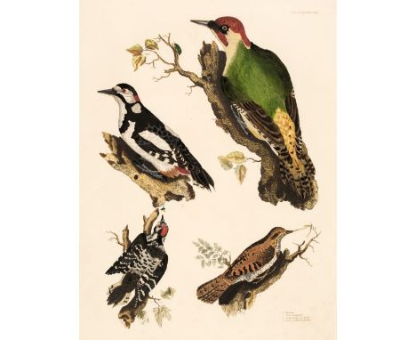 * Selby (John Prideaux). A collection of forty engravings of British Birds, 1818 - 23, hand-coloured engravings, occasional d