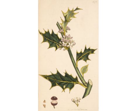 Sowerby (James &amp; Smith, James Edward). English Botany; or, coloured figures of British plants, with their essential chara