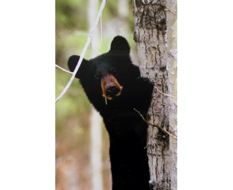 After Jason Leo Bantle (Canadian): 'Peek a Boo, Prince Albert National Park, SK', a limited edition print, dated 1972, no 25/