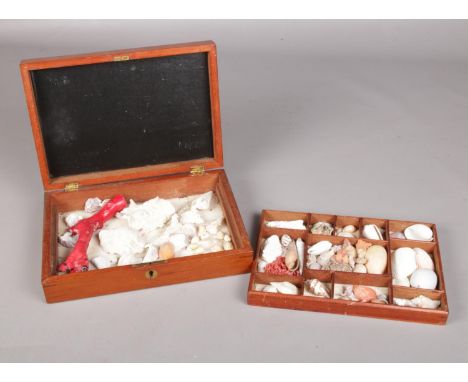 A small Victorian Mahogany box with two tiers of sea shells and coral. H: 6.5cm,W: 26cm, D: 18.5cm.  