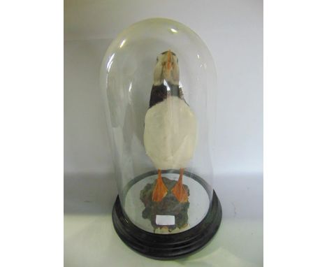 A single contemporary (late 20th century) taxidermy model of a standing puffin presented upon a rocky base, set within a cyli