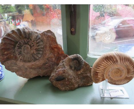 Three Ammonite fossils, two set in stone . Largest measures approx 9 inches long. See photos.