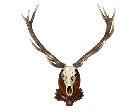 Taxidermy: A massive set of Red Deer antlers mounted on a carved shield with its medal  120cm.; 47ins high by 120cm.; 47ins w