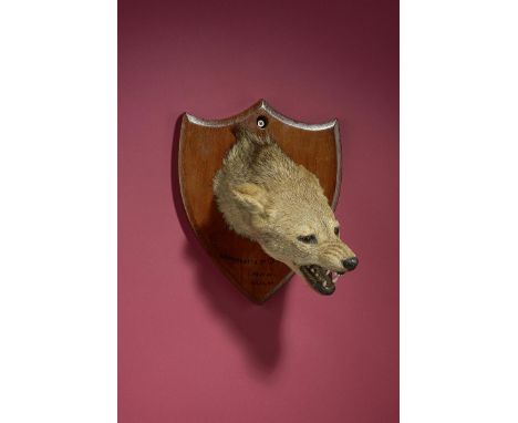 Taxidermy: An Indian Jackal head by Van Ingen of Mysore  inscribed 'Bannirgatta Rd (Bangalore) 1hr 10min 26.12.27' 32cm.; 12½