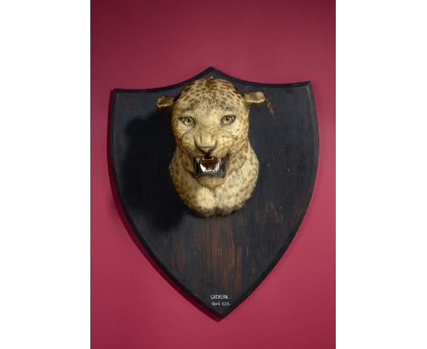Taxidermy: A Leopard head by Van Ingen of Mysore  marked Gaddesal, April 1929 55cm.; 21½ins high