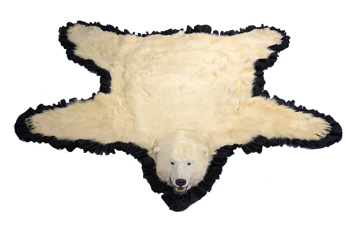 Taxidermy: A large Polar bear skin rug with mounted head 1st half 20th ...