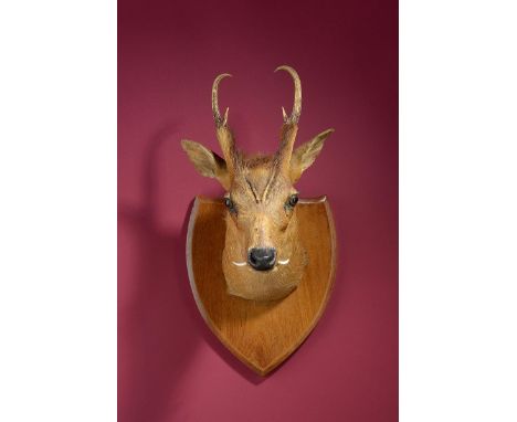 Taxidermy: An Indian Muntjac trophy by Van Ingen  early 20th century 50cm.; 19½ins 