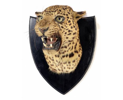 Taxidermy: A Leopard head on shield by Van Ingen  circa 1910 shield reduced stamped and labelled 44cm.; 17¼ins high