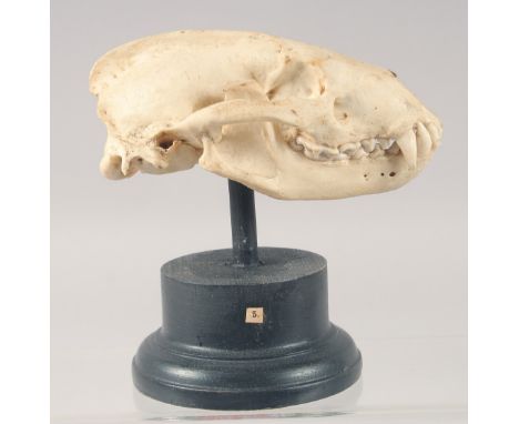 A SKULL on a stand. 7ins long.