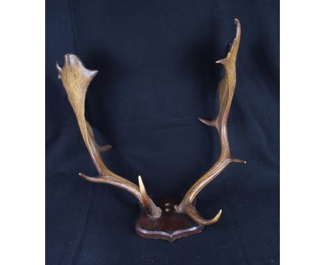 A pair of fallow deer antlers on wooden bracket and two walking sticks with stag horn handles