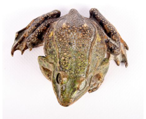 A 19th Century Austrian cold painted bronze frog, foundry mark for Franz Bergman, 3 1/2" wide x 1 3/4" high