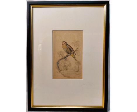 Red Collared Bengaly Bird Hand tinted antique print Published in Edinburgh by W.H Lizars good condition Framed and mounted 13